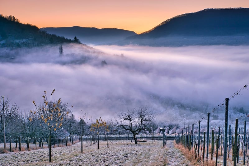 Fantasy Vineyard
