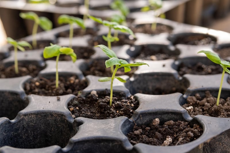 Spellbook Seedlings